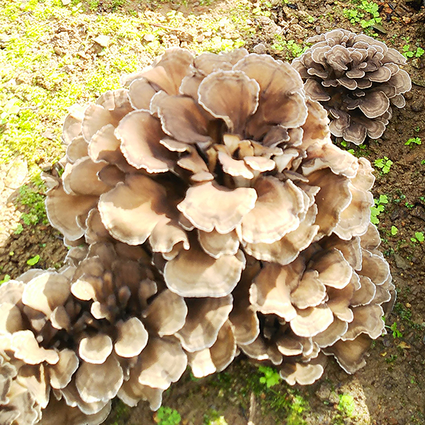 みやま舞茸（原木）／生