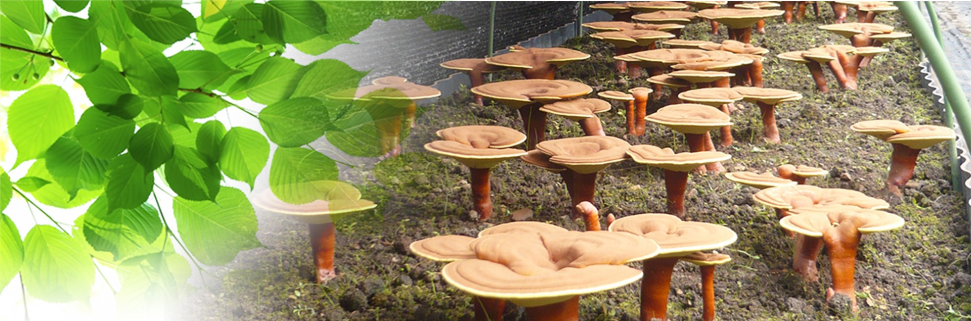 あしみ組合｜原木霊芝・原木舞茸の　ファームあしみ