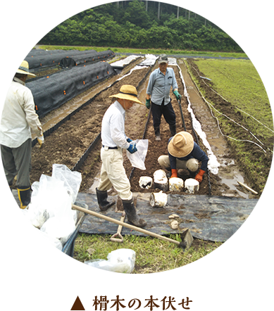 本伏せ：霊芝は5月下旬から、舞茸は7月下旬からきのこ畑に伏せ込み（本伏せ）ます。