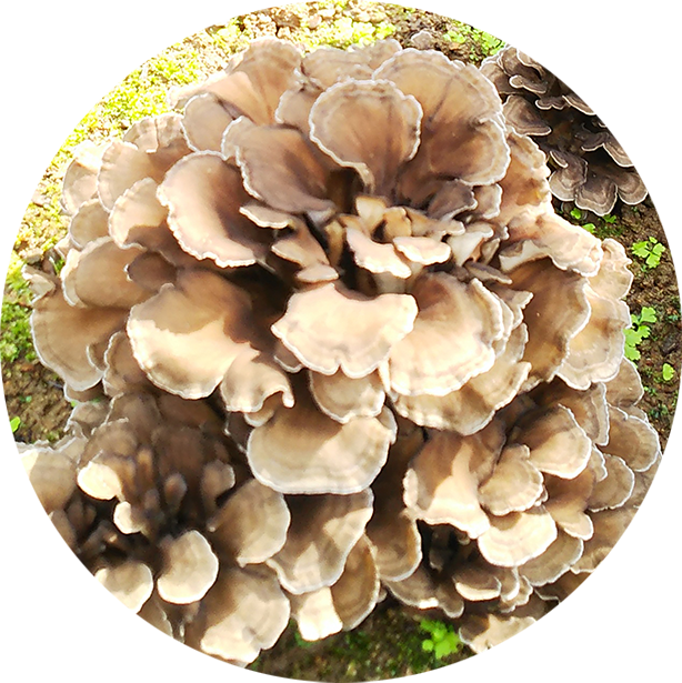 舞茸のおいしい食べ方