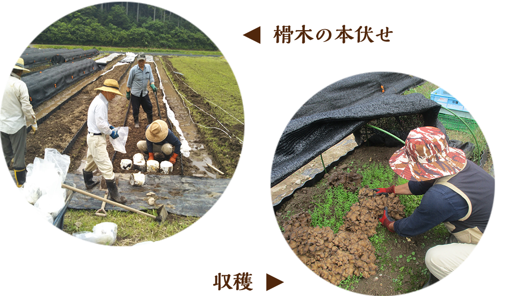 霊芝、舞茸の栽培｜榾木の本伏せ・収穫｜原木霊芝・原木舞茸のファームあしみ