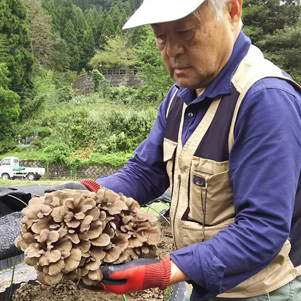 原木舞茸｜ファームあしみの舞茸（まいたけ）