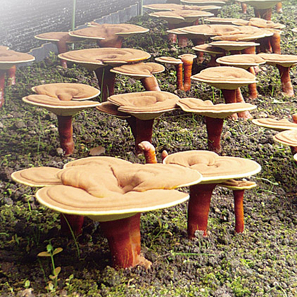 原木霊芝｜ファームあしみの霊芝（れいし）